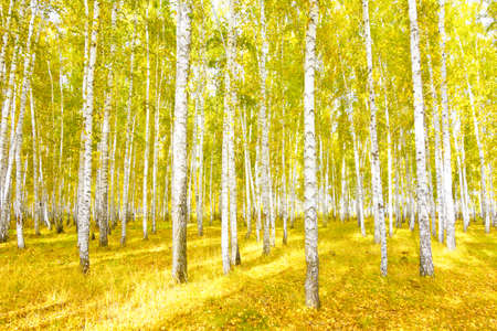 an image of an autumn birch forest