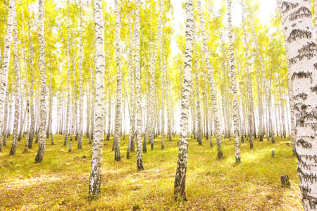 autumn birch forestの写真素材