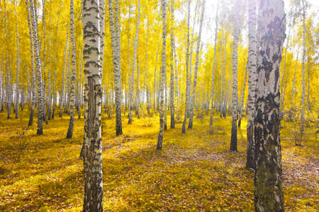 autumn birch forestの写真素材