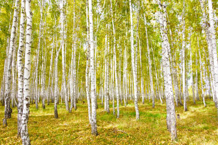 autumn birch forestの写真素材