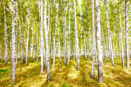 autumn birch forest
