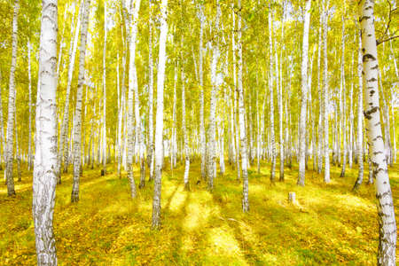 autumn birch forestの写真素材