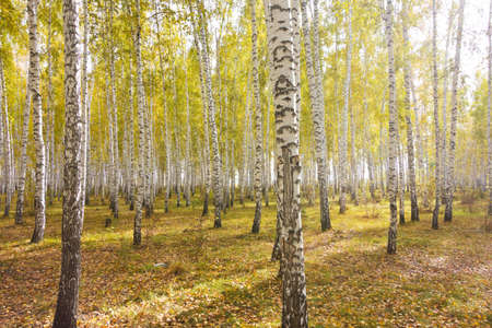 autumn birch forestの写真素材