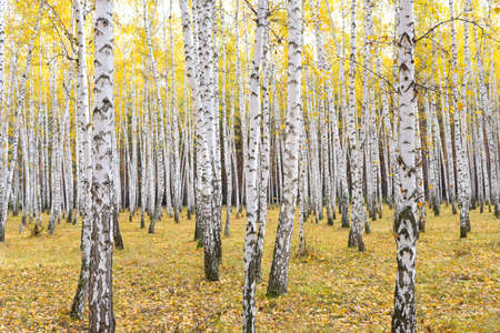 beautiful autumn forestの写真素材