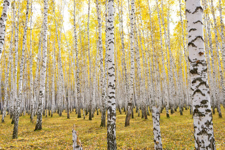 beautiful autumn forestの写真素材