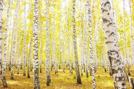 autumn birch forestの写真素材