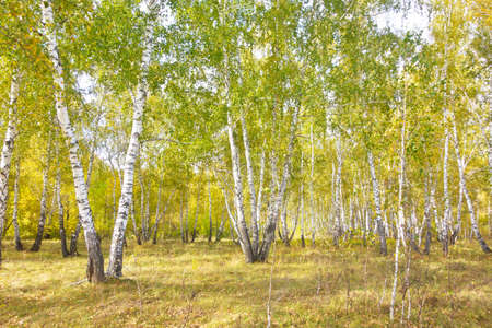 autumn birch forestの写真素材