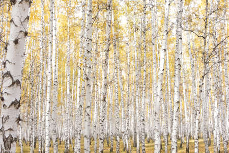 beautiful autumn forest