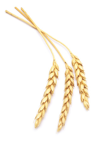wheat isolated on white backgroundの写真素材