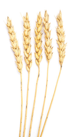 wheat isolated on white backgroundの写真素材