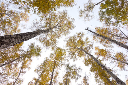 looking up in autumn forest