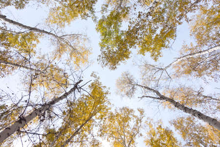 looking up in autumn forest