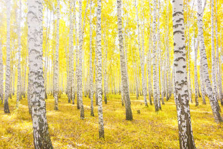 autumn birch forestの写真素材