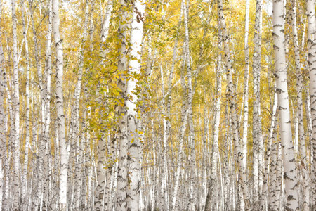 beautiful autumn forestの写真素材