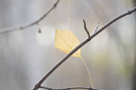 dry leaf in a forestの写真素材