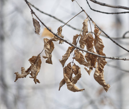 dry leaves in a forestの写真素材
