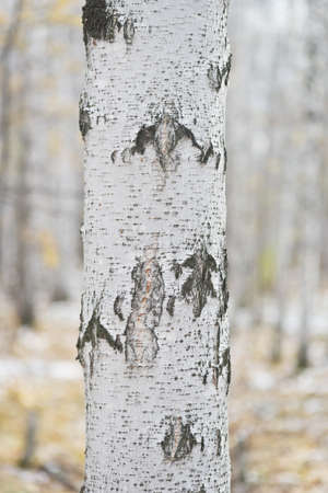 birch tree against autumn forestの写真素材