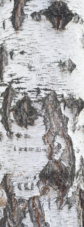 birch bark backgroundの写真素材