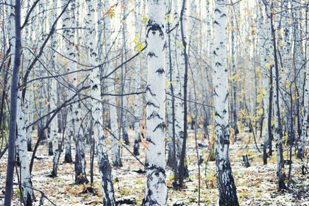 autumn birch forestの写真素材