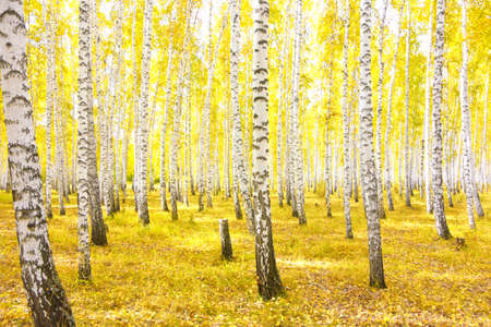 autumn birch forestの写真素材