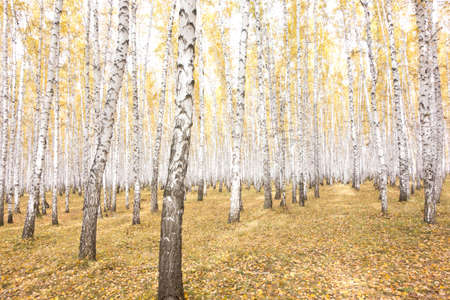 beautiful autumn forestの写真素材