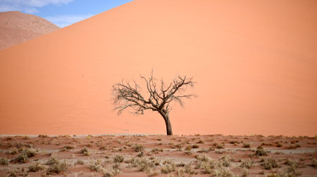 dry tree against 45 sand duneの写真素材