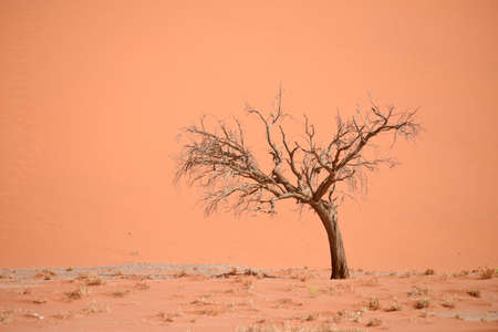 desert landscapeの写真素材
