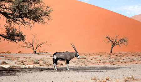 beautiful landscape in Namibiaの写真素材