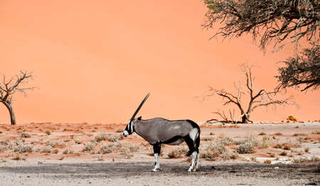 oryx against sand duneの写真素材