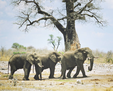 three elephants in Africaの写真素材