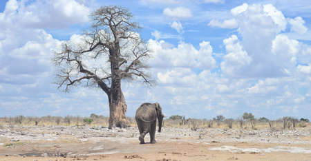 elephant in Africaの写真素材