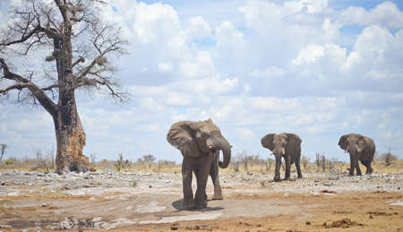 three elephants in Africa