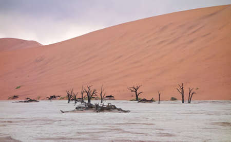 Dry trees against red dunes in Deadvlei, Sossusvlei. Namib-Naukluft National Park, Namibia, Africaの写真素材