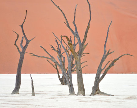 Dry trees against red dunes in Deadvlei, Sossusvlei. Namib-Naukluft National Park, Namibia, Africaの写真素材
