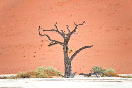 Dry trees against red dunes in Deadvlei, Sossusvlei. Namib-Naukluft National Park, Namibia, Africaの写真素材