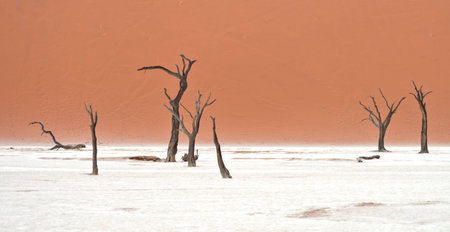 Dry trees against red dunes in Deadvlei, Sossusvlei. Namib-Naukluft National Park, Namibia, Africaの写真素材