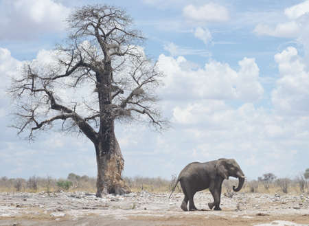elephant in Africaの写真素材