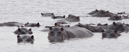 hippos in a leke