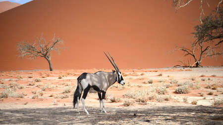 oryx in Africaの写真素材