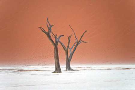 Dry trees against red dunes in Deadvlei, Sossusvlei. Namib-Naukluft National Park, Namibia, Africaの写真素材