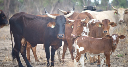 cows in Africaの写真素材