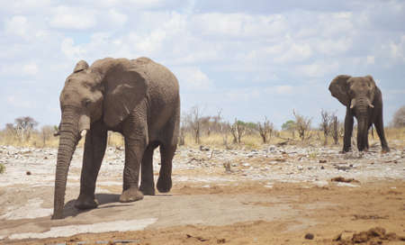 elephants in Africaの写真素材