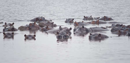 hippos in lakeの写真素材