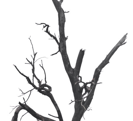 dry tree isolated on white backgroundの写真素材