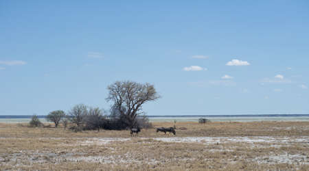 Etosha park in Namibiaの写真素材