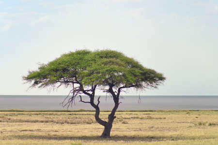 african landscapeの写真素材