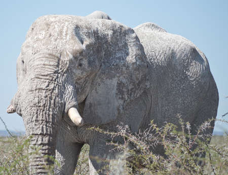 old elephant in Africaの写真素材