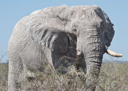 old elephant in Africaの写真素材