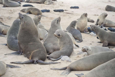 Seals at Cape Cross, Namibiaの写真素材