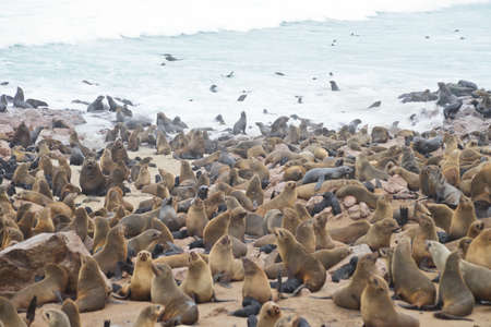 Seals at Cape Cross, Namibiaの写真素材